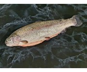 Fresh Whole Trout Gutted
